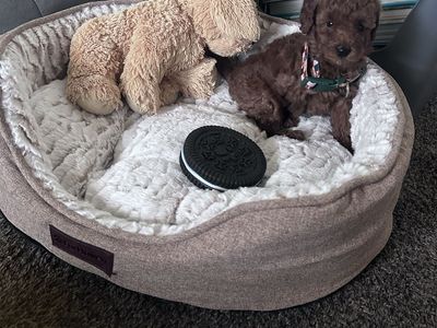 Poodle Puppy for Sale