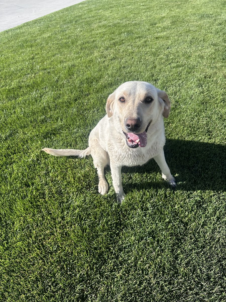 Yellow Lab