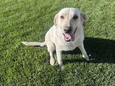 Yellow Lab