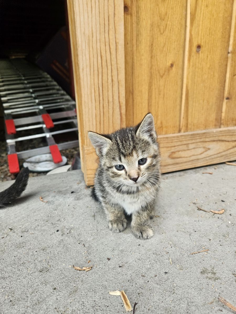 Kittens for sale