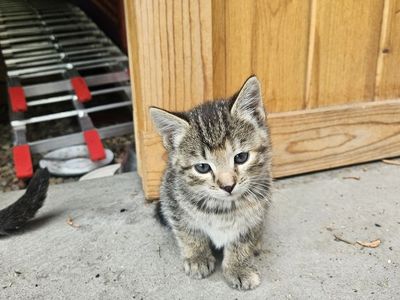 Kittens for sale