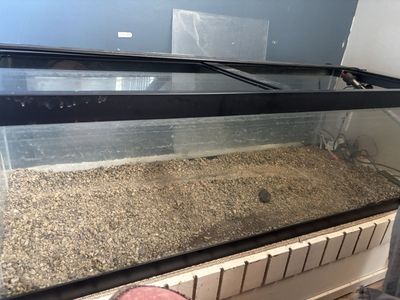 Aquarium. 60 gallon breeder