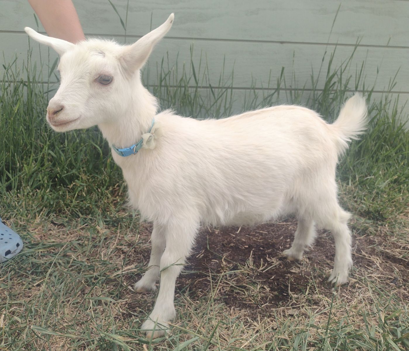 ADGA registerable bottle baby Nigerian Dwarf doeling