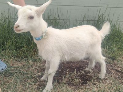 ADGA registerable bottle baby Nigerian Dwarf doeling