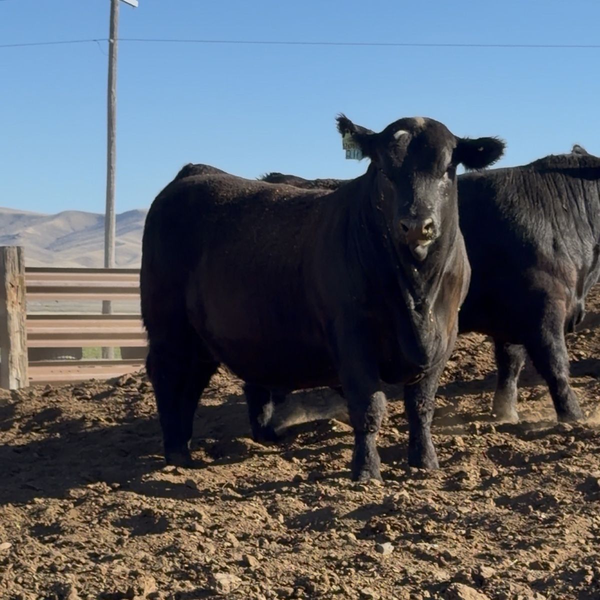 Yealring Sim/Angus Bull