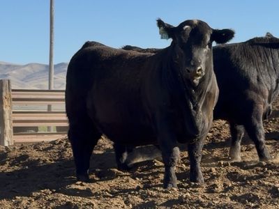Yealring Sim/Angus Bull