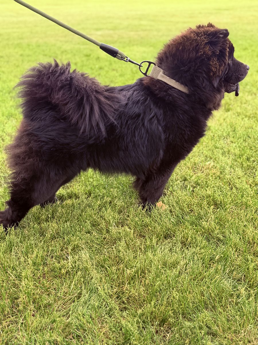 Chow-chows