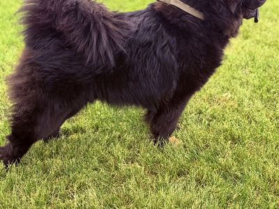 Chow-chows