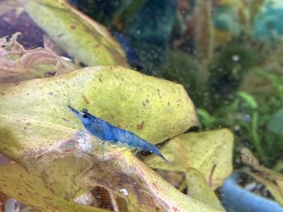Vibrant Blue and yellow Neocaridina Freshwater Aquarium Shrimp - Live Aquatic Pet