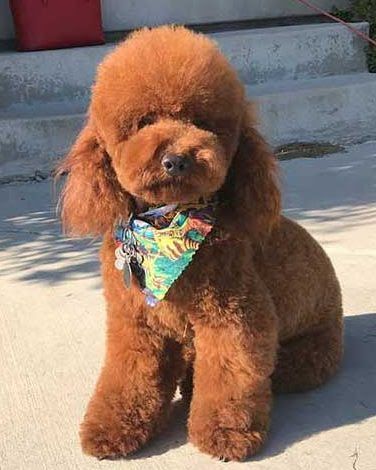 Stunning Deep Red AKC Mini Poodle Stud