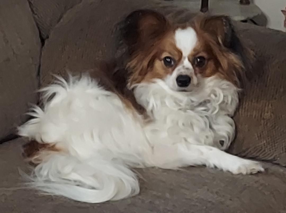 AKC PUREBRED PAPILLON BUTTERFLY PUPPIES