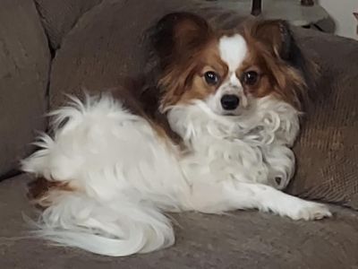 AKC PUREBRED PAPILLON BUTTERFLY PUPPIES