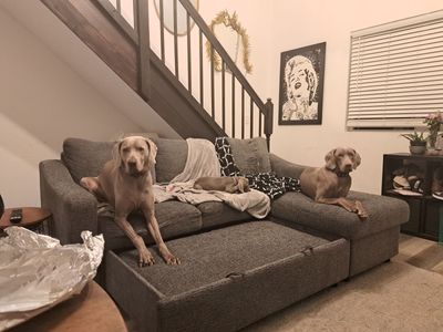 Weimaraner puppies