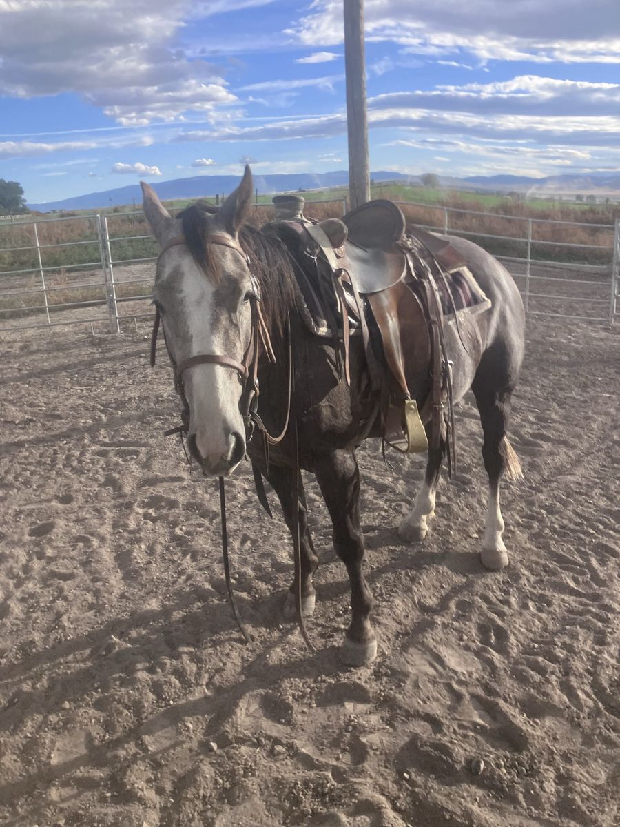 4 year old Aqha mare