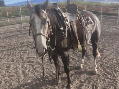 4 year old Aqha mare