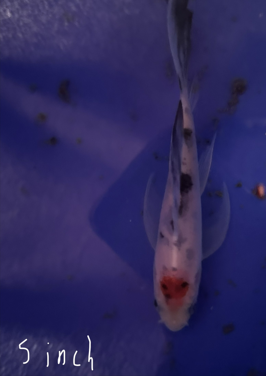REGULAR FIN KOI 18"-24" ALL COLORS 18 koi