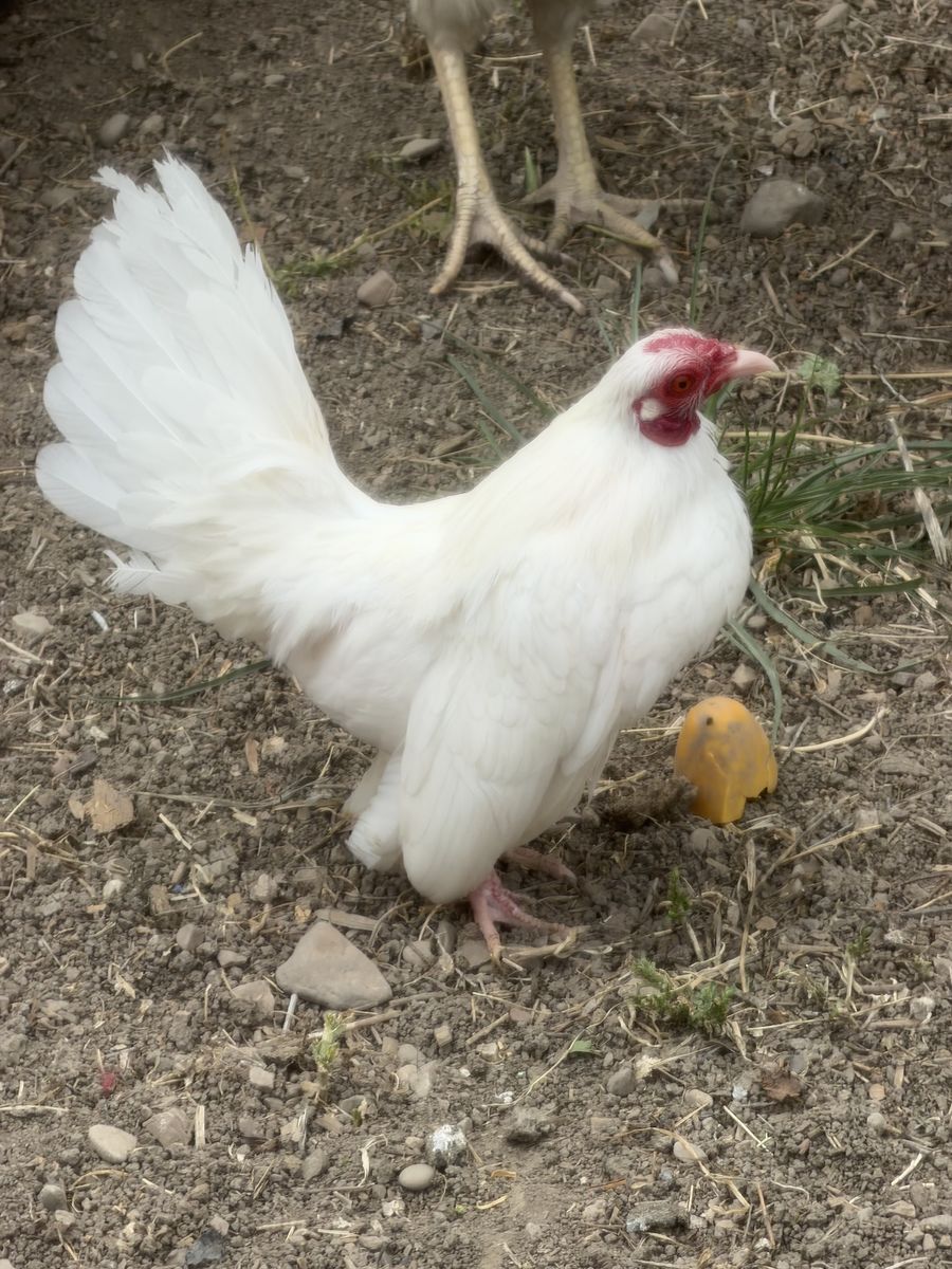 Miniature Rooster Azteca