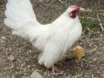 Miniature Rooster Azteca