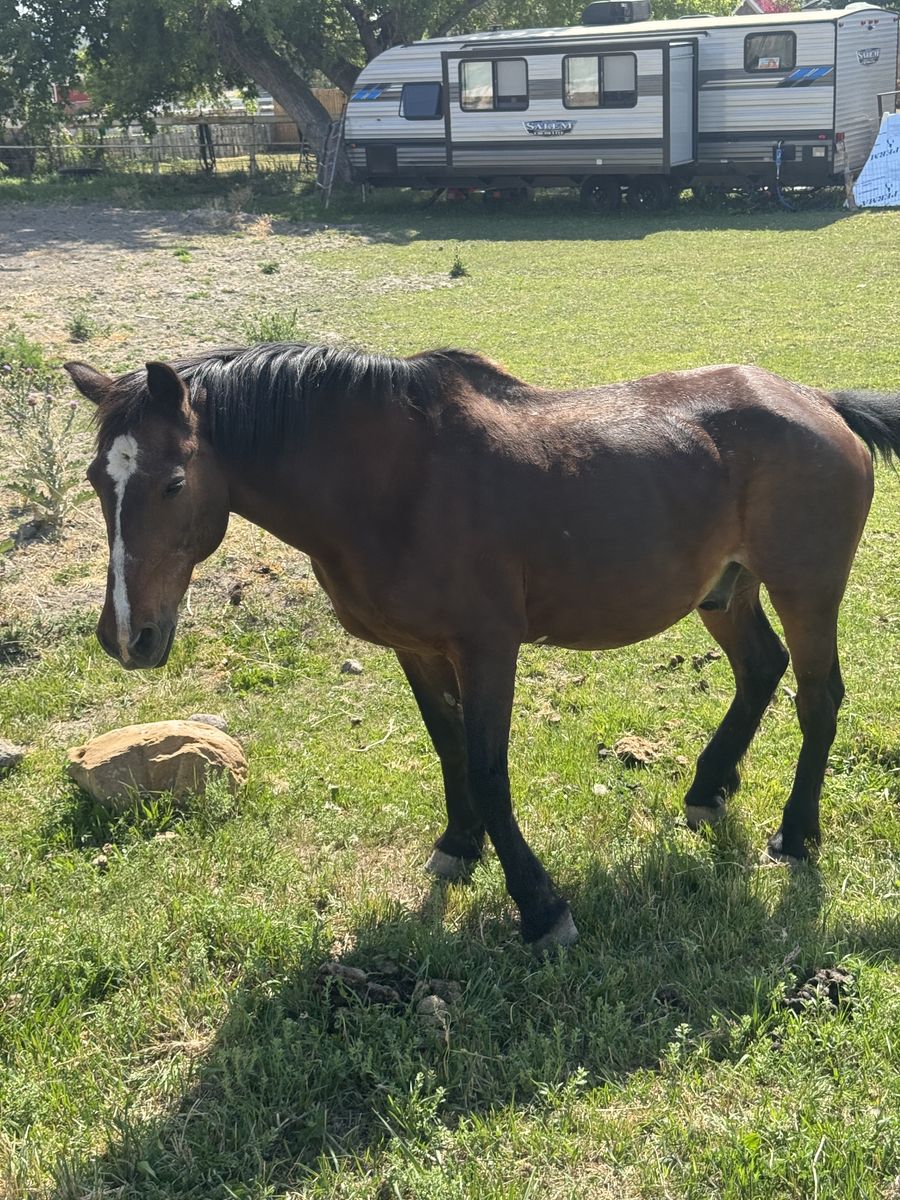Quarter horse