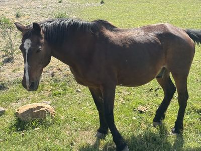 Quarter horse