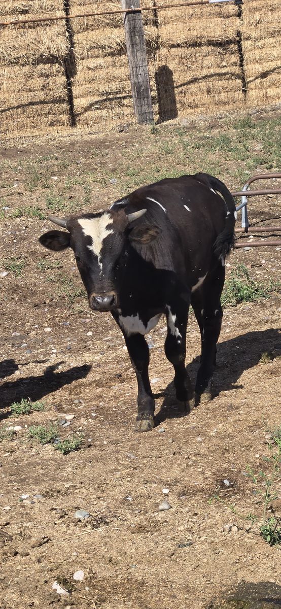 Longhorn Horn Bulls