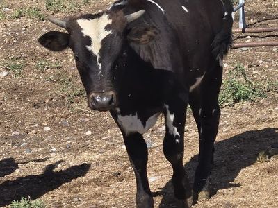 Longhorn Horn Bulls