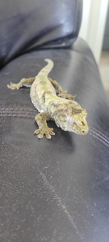  New Caledonian mossy chahua gecko, and cage setup.
