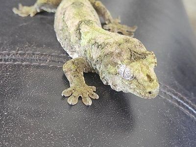 New Caledonian mossy chahua gecko, and cage setup.