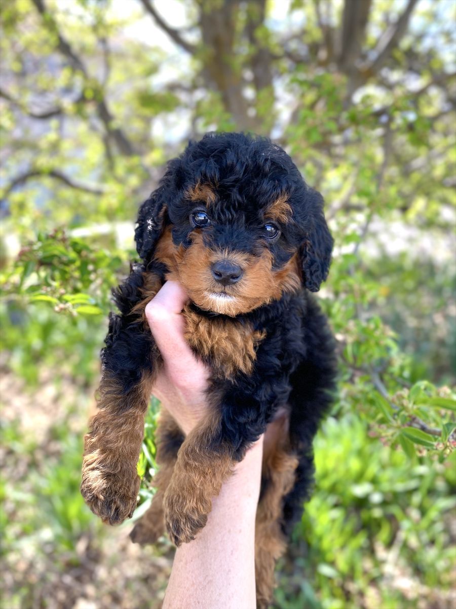 Mini Bernedoodles, Berniedoodle, Doodle Puppies