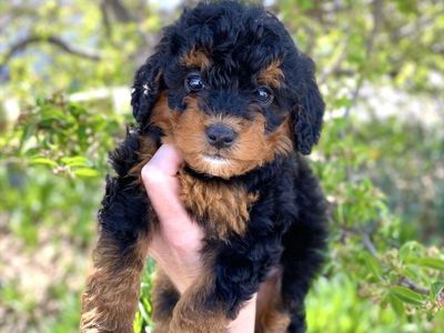 Mini Bernedoodles, Berniedoodle, Doodle Puppies