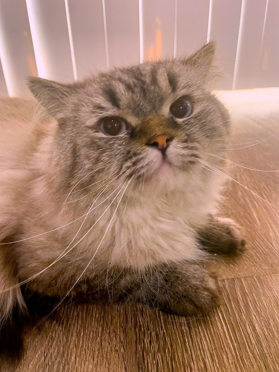 Beautiful Ragdoll Stud