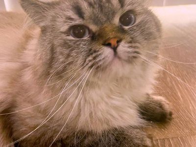 Beautiful Ragdoll Stud