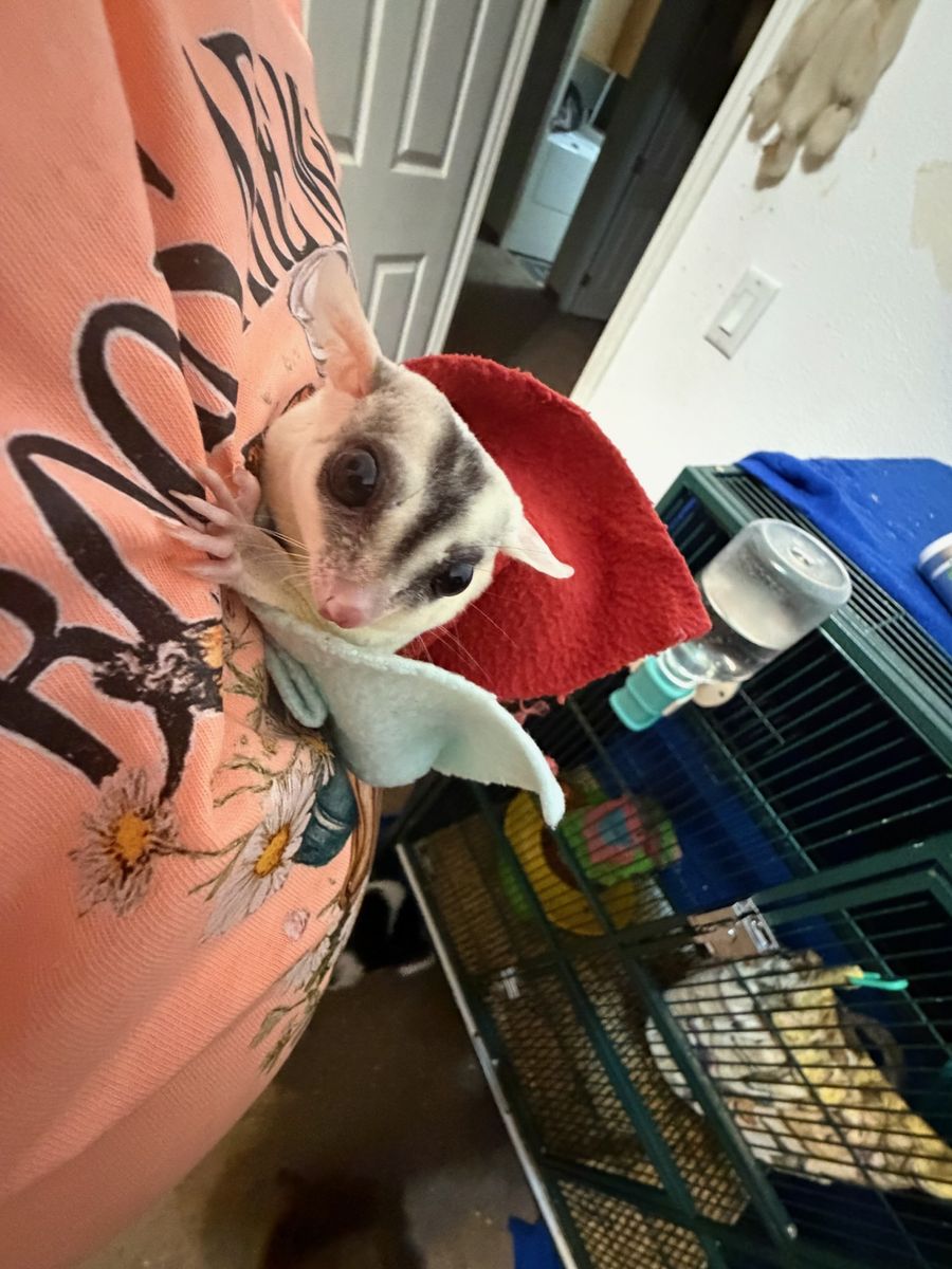 Male 2 year old Sugar Glider Black Face Black Beauty Mosaic Ringtail