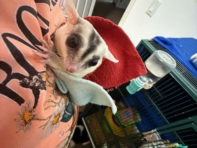 Male 2 year old Sugar Glider Black Face Black Beauty Mosaic Ringtail