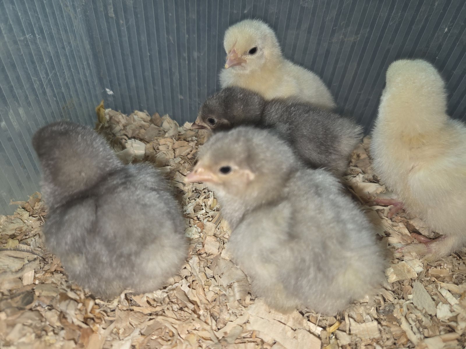 Bantam Cochin Chicks