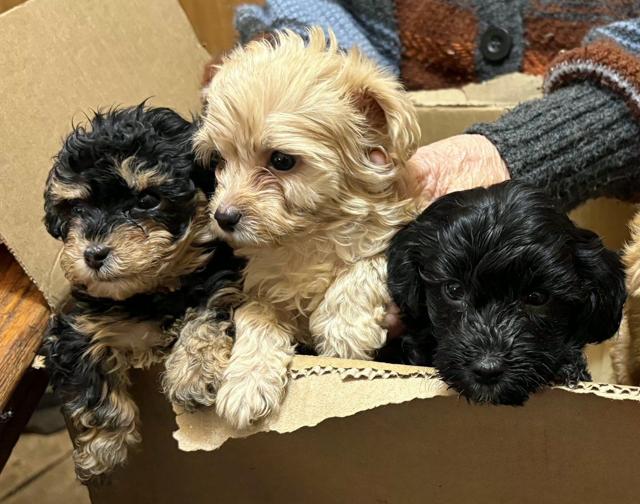 GRADUATION YORKIEPOO PUPPIES