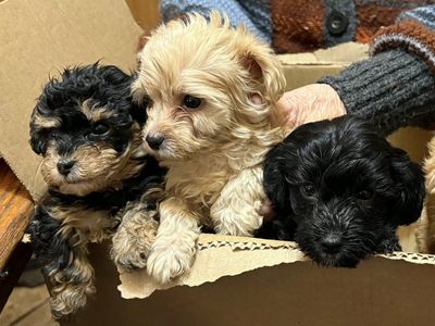 GRADUATION YORKIEPOO PUPPIES
