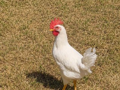 Free chicken - Leghorn white young rooster