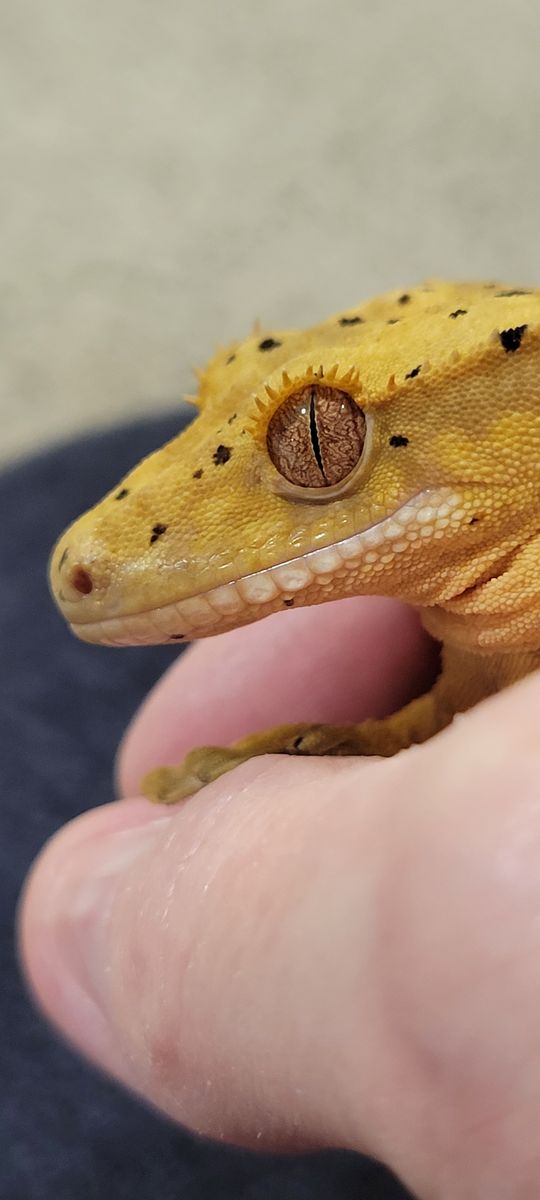 Baby Female Flame-Dalmation Crested Gecko