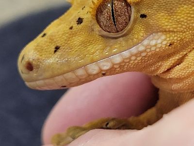 Baby Female Flame-Dalmation Crested Gecko