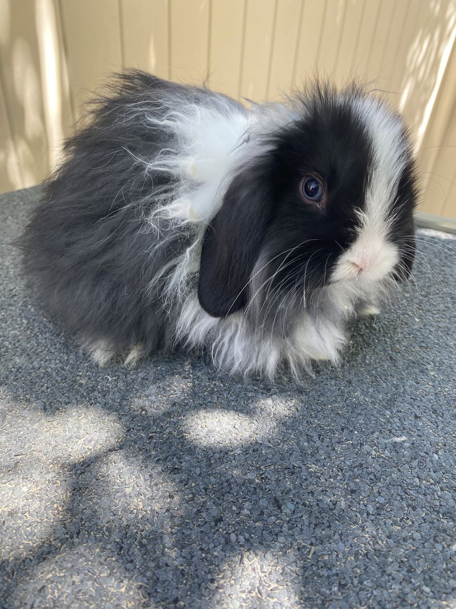 Holland Lop Doe