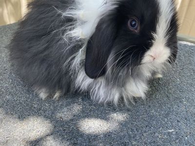 Holland Lop Doe