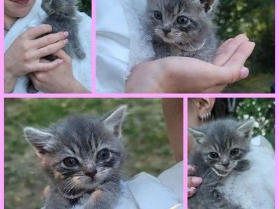 Hand-Raised Foster Kittens Seeking Their Forever Homes