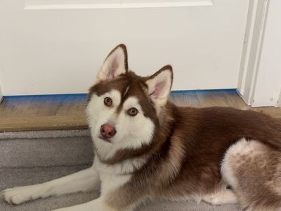 Pomsky- Rehome