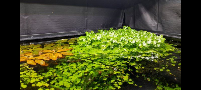 Aquarium plant Hydrocotyle Tripartita(Japan clover)