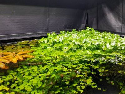 Aquarium plant Hydrocotyle Tripartita(Japan clover)