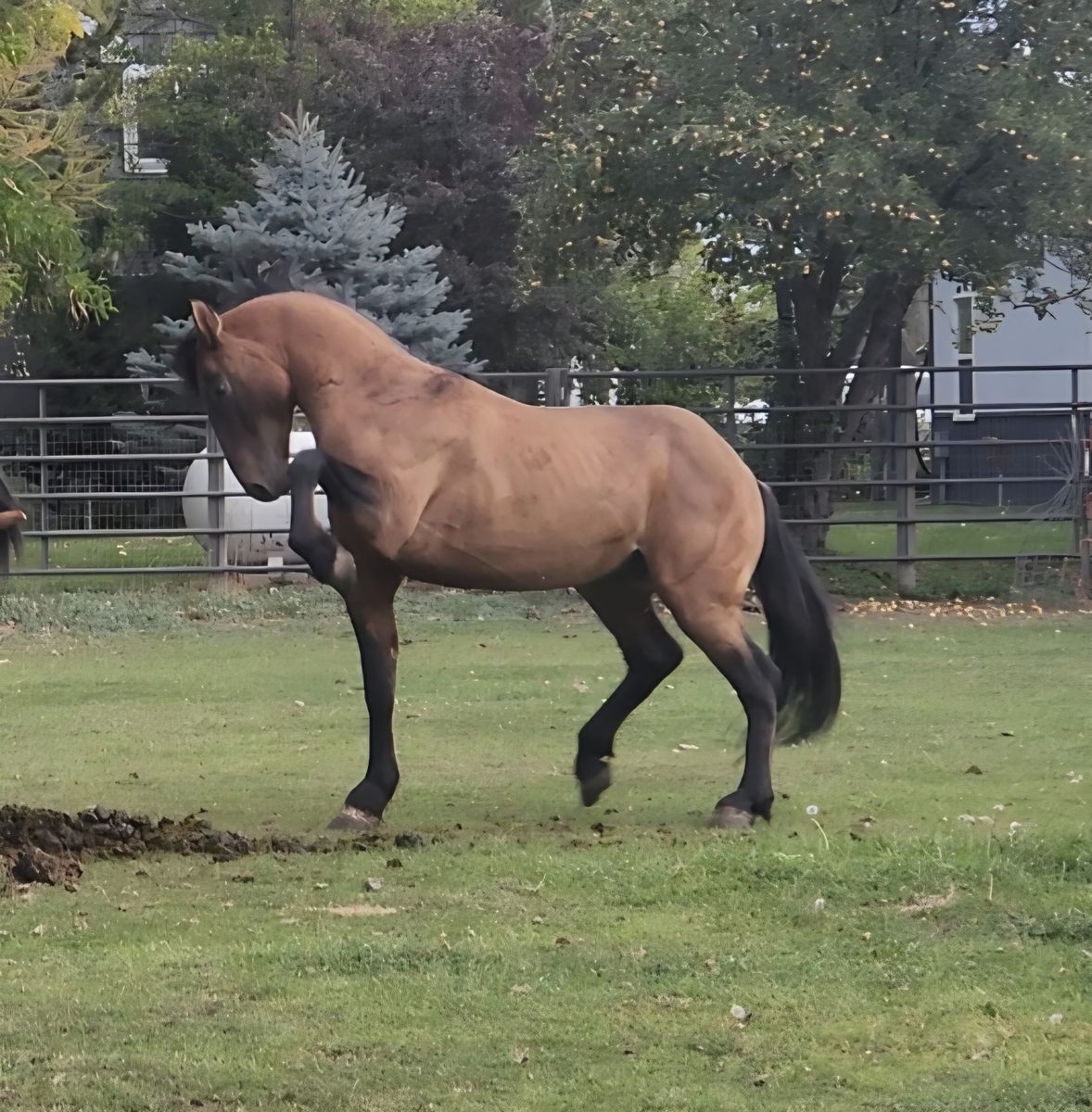 Project grade Quarter horse Draft stud