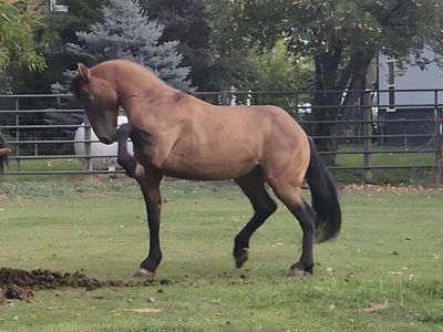 Project grade Quarter horse Draft stud