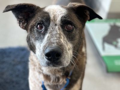 Hello my name is Tweetie