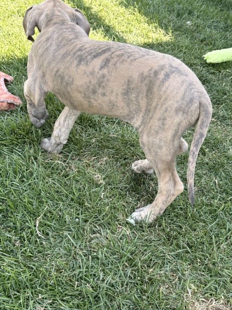 AKC Great Dane Puppies